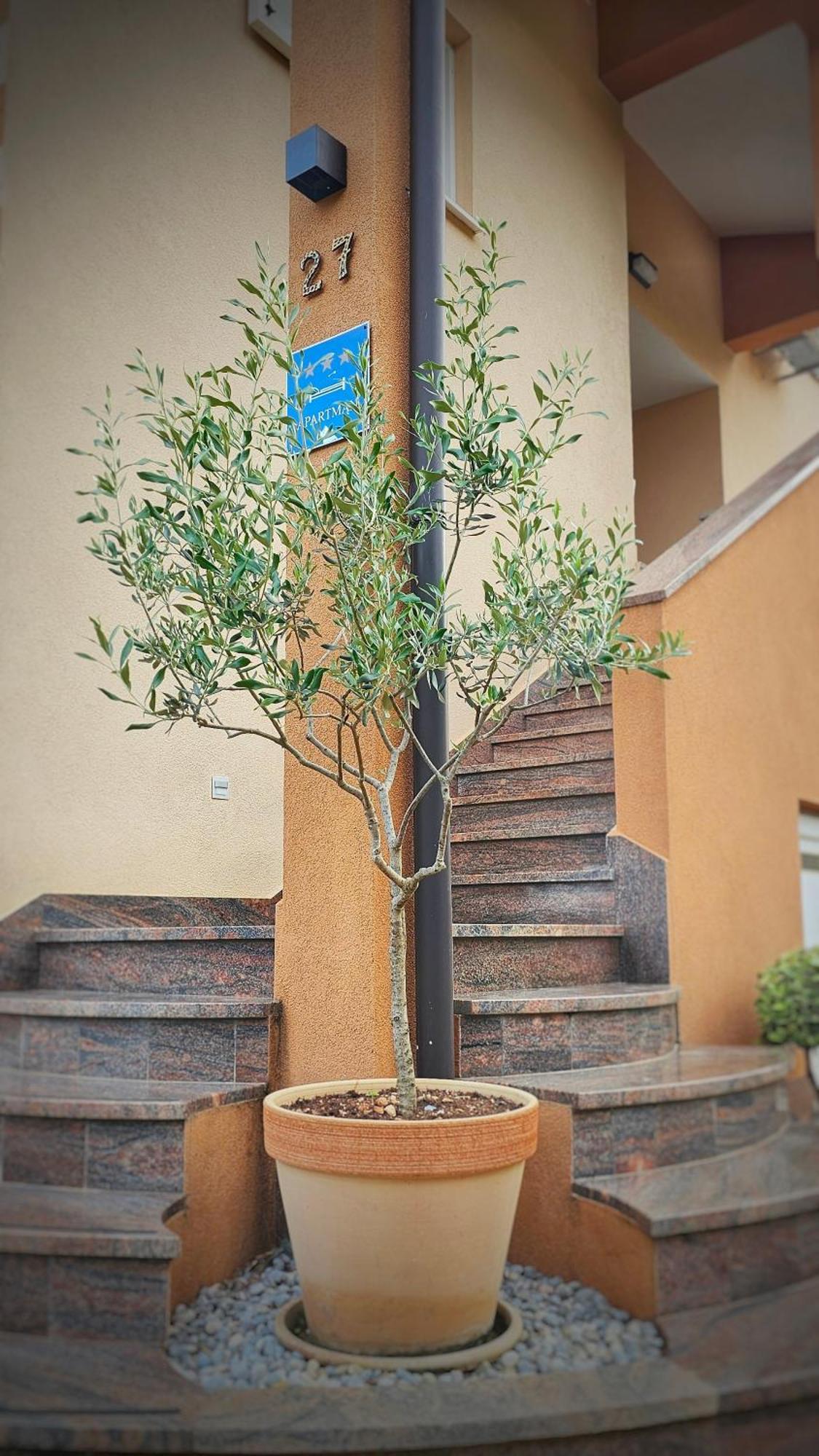 Premium Apartments Tade Funtana Apartment Funtana